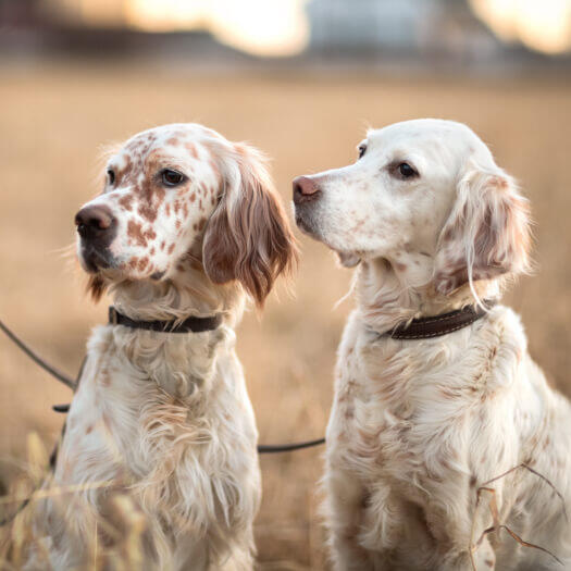 English hot sale setter spaniel